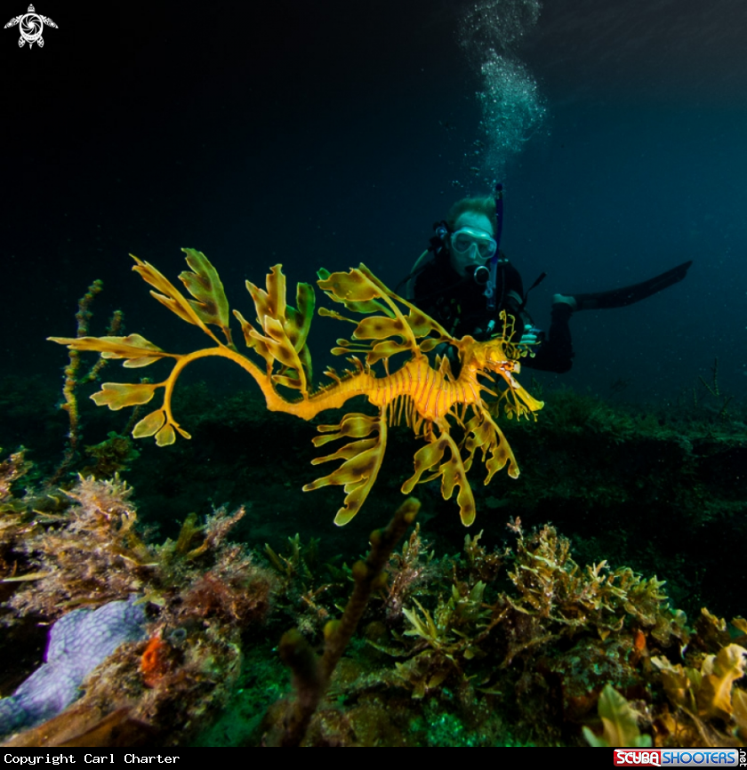 A Leafy seadrgon