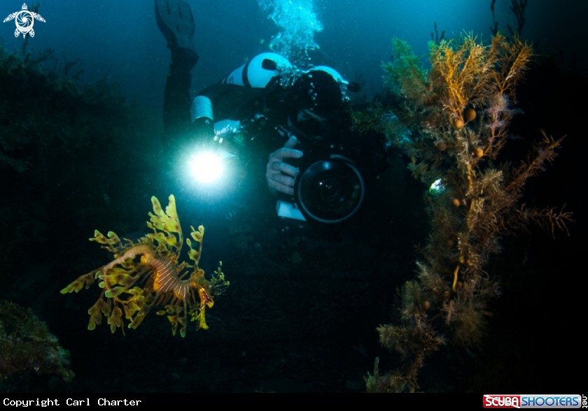 A Leafy seadrgon