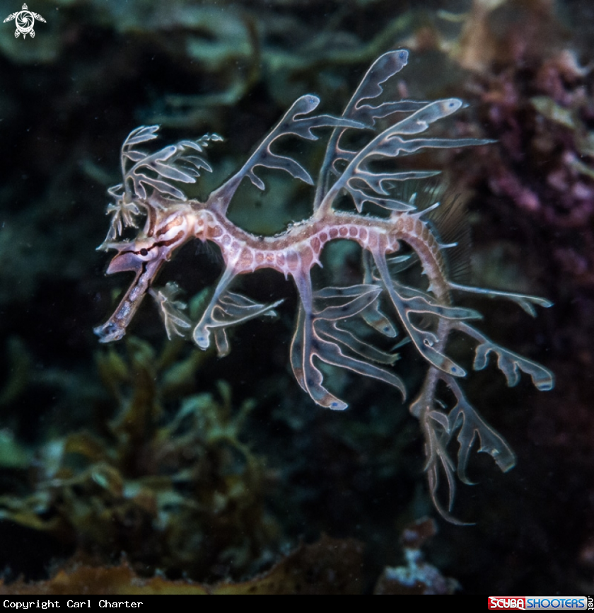 A Leafy seadrgon
