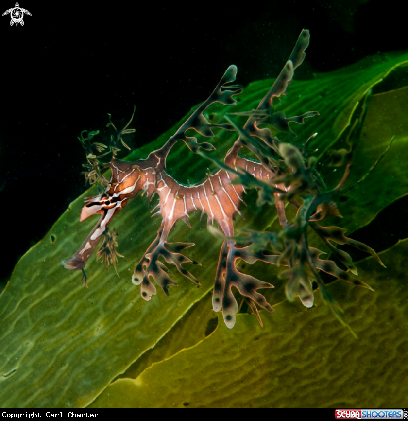A Leafy seadrgon