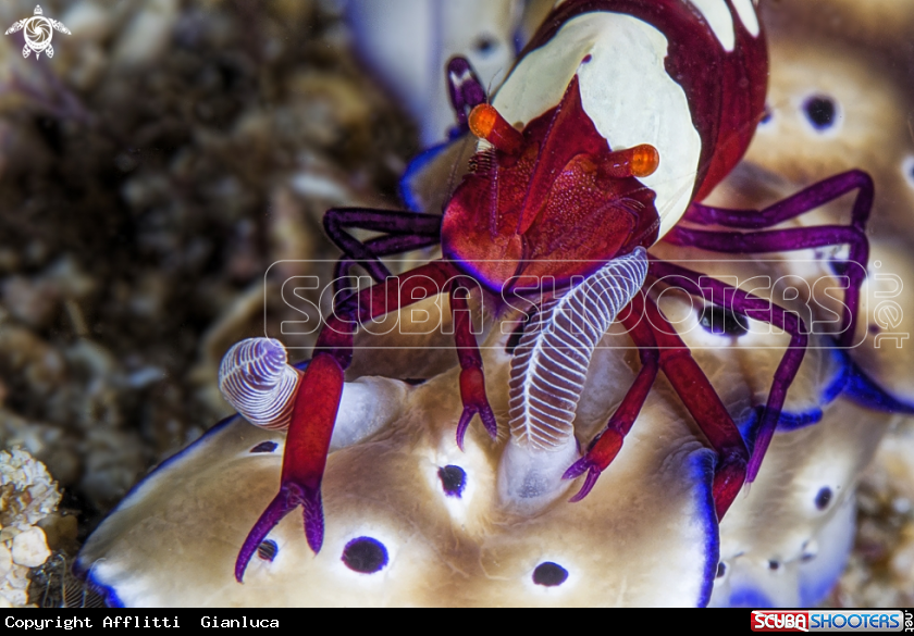 A EMPEROR SHIMP AND NUDIBRANCH