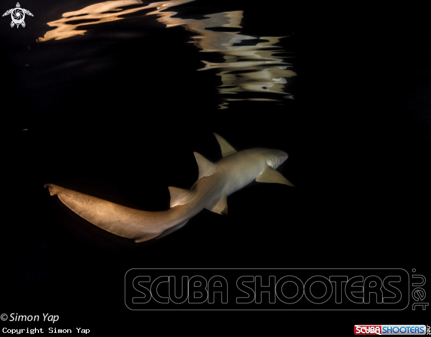 A Tawny Nurse Shark