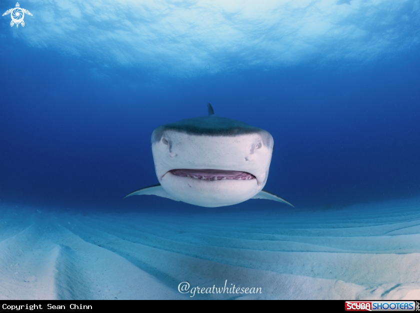 A Tiger Shark