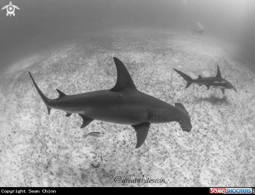 A Great Hammerhead