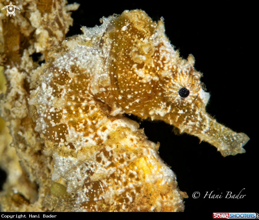 A seahorse