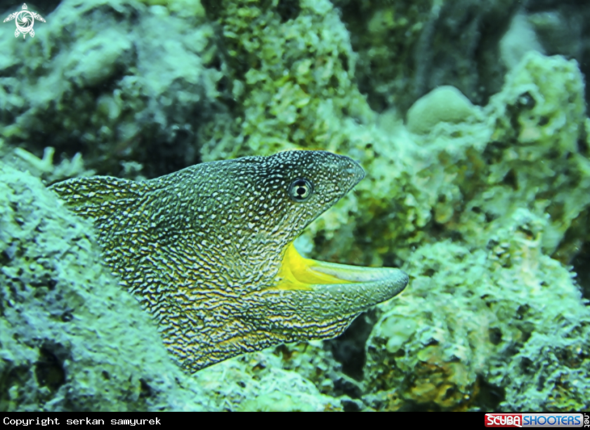 A eel moray