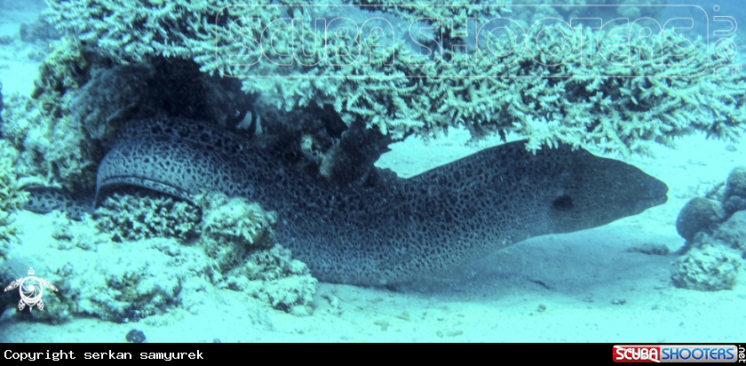 A eel moray