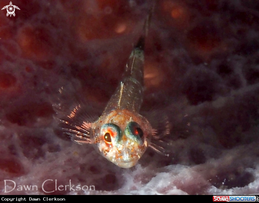 A Masked Goby