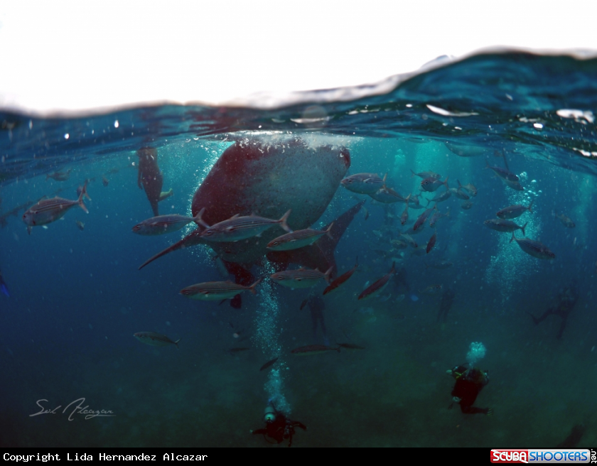A whaleshark