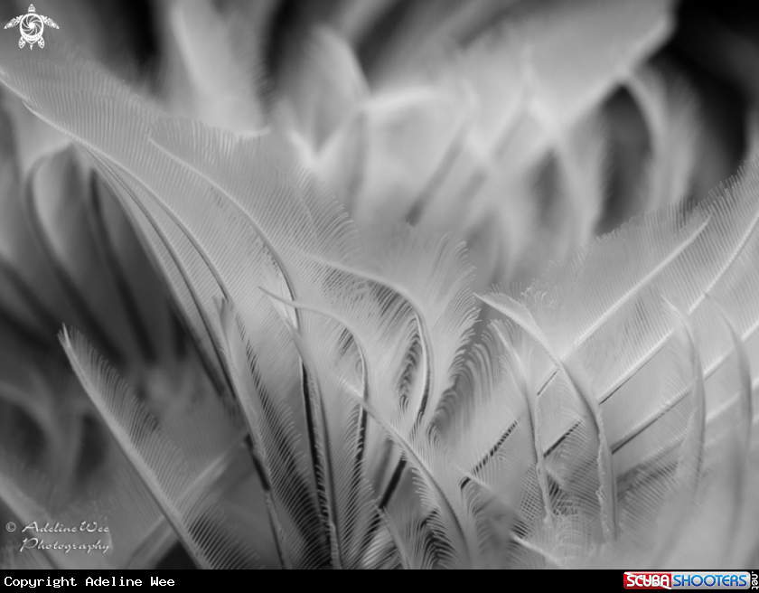 A Feather duster worms