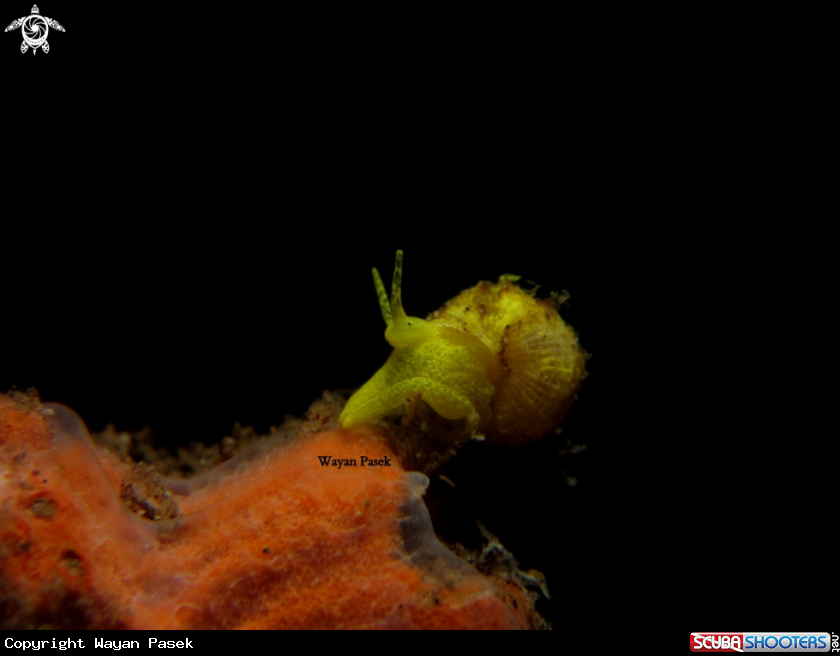 A yellow snail
