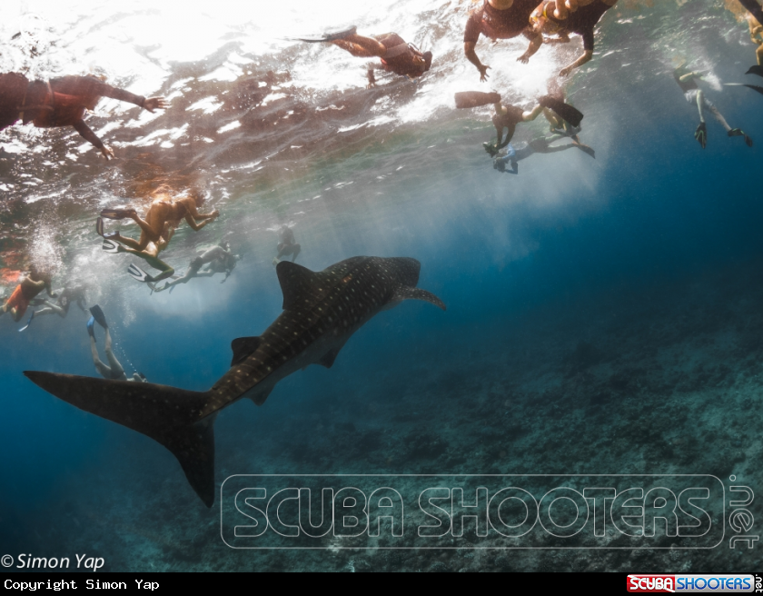 A Whale Shark