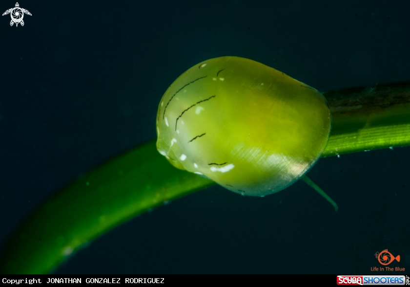 A Smaragdia Viridis 