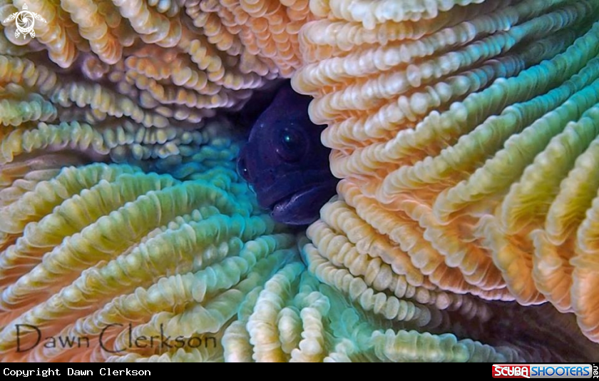 A Blenny