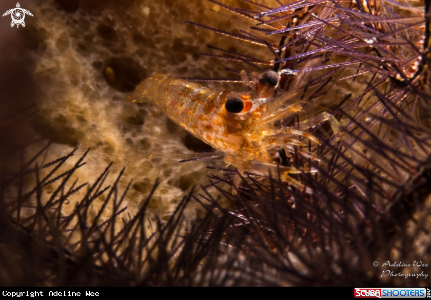 A Twoclaw shrimp