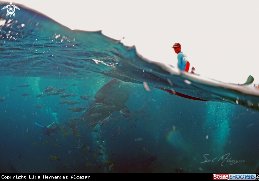 A whaleshark