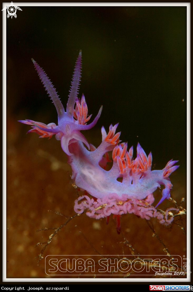 A Nudi branch