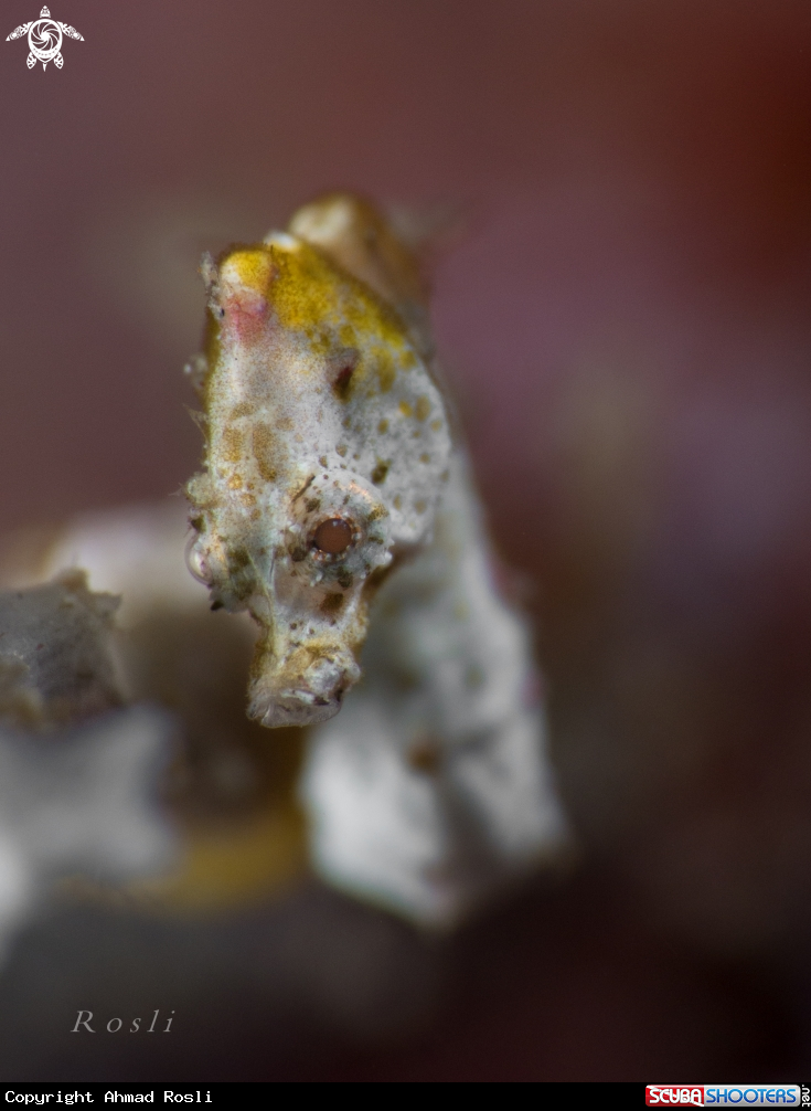A Pontohi Pygmy Seahorse