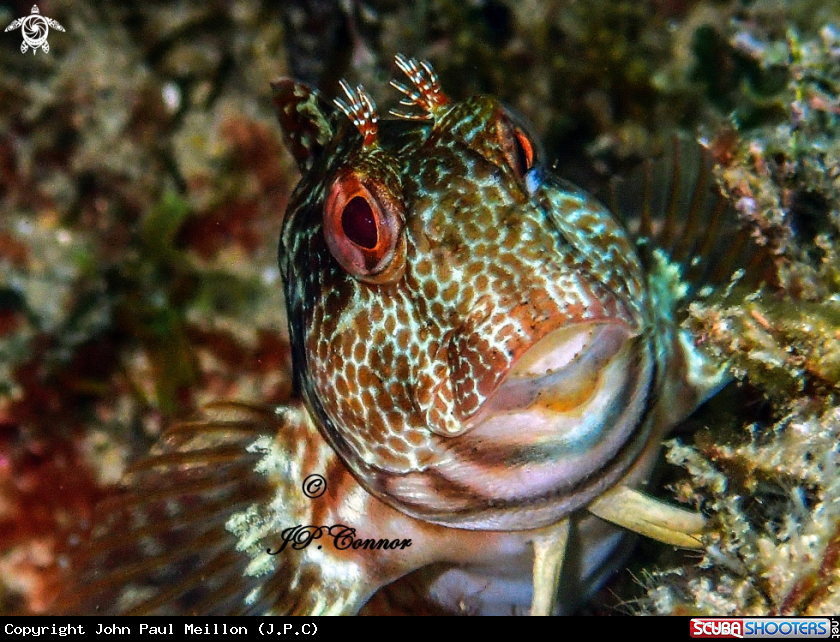 A BLENNIE PILICORNE