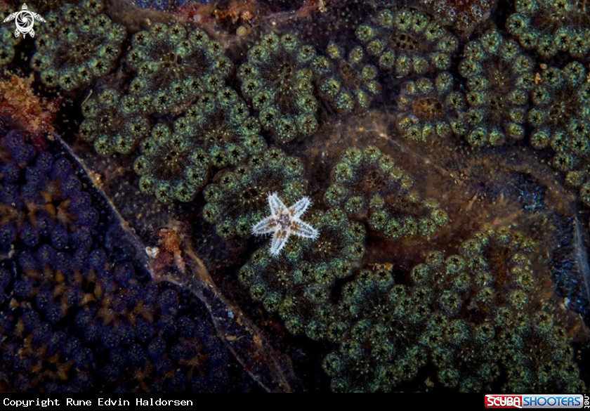 A Star Ascidian and sea star
