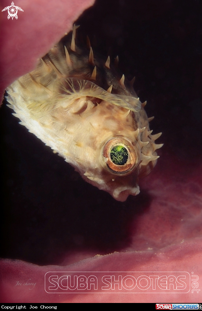 A Birdbeak burrfish