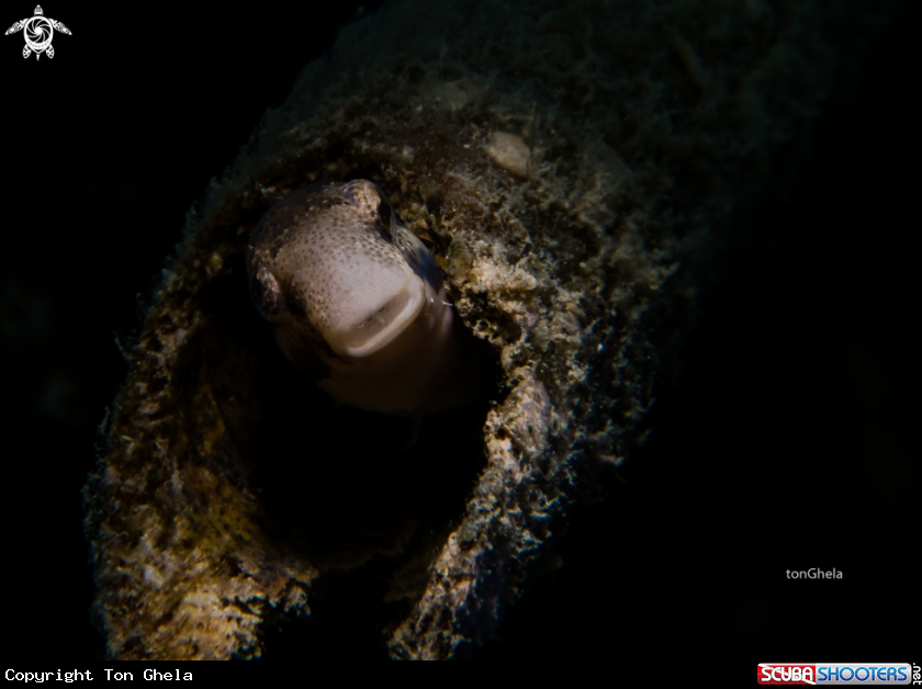 A Striped Blenny