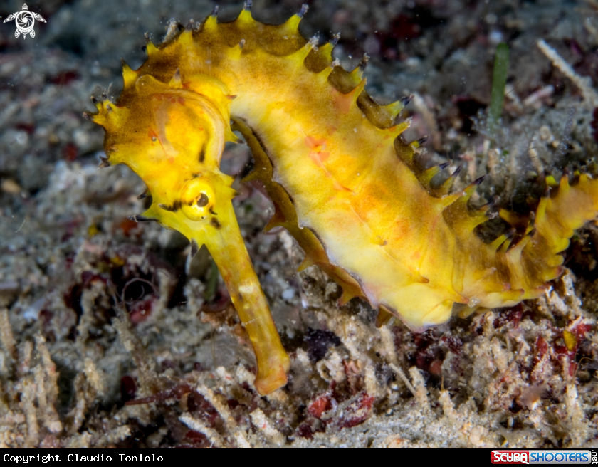 A Hippocampus Histrix