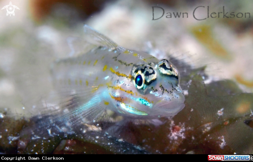A Bridled Goby