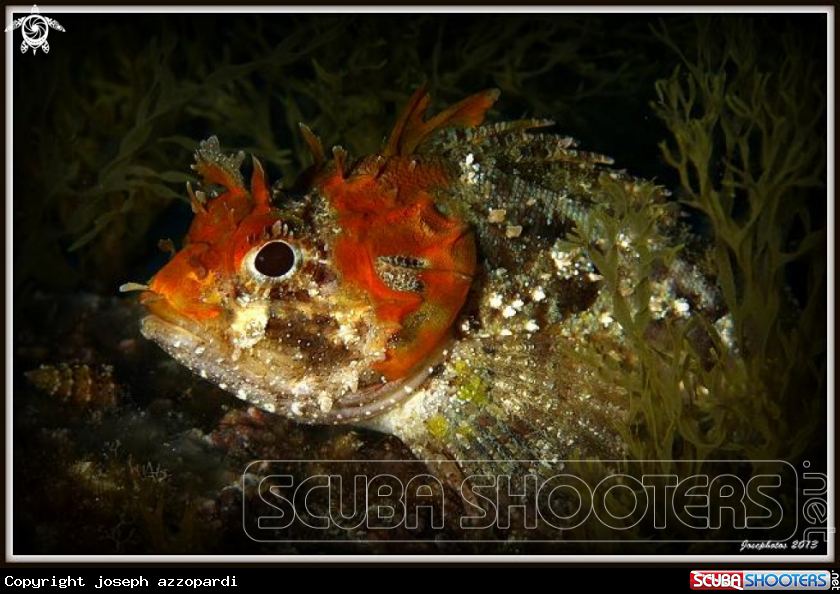 A underwater creature