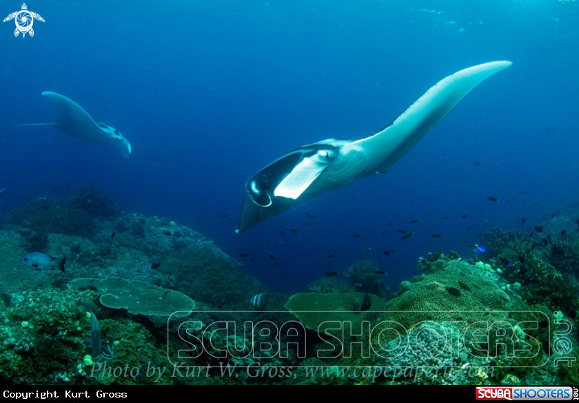 A Oceanic Manta Ray