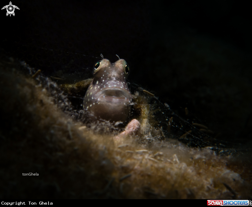 A White spoted Blenny