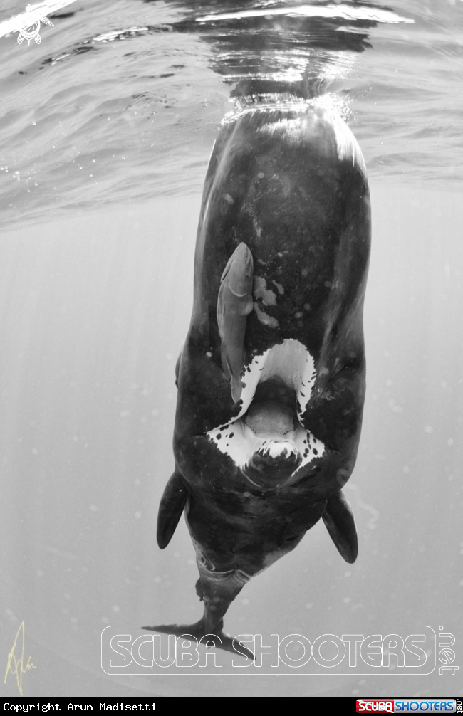 A Sperm Whale