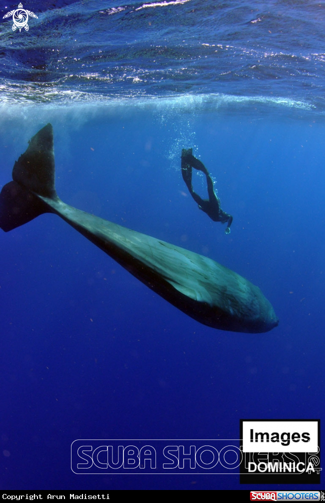 A Sperm Whale