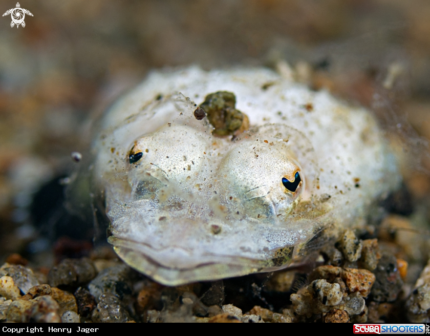 A Longsnout Flathead (juvenile)