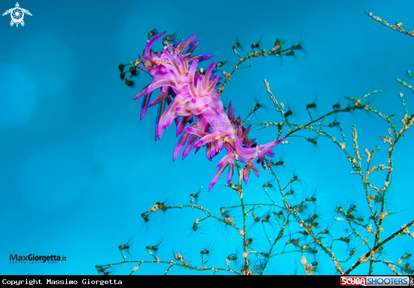 A flabellina