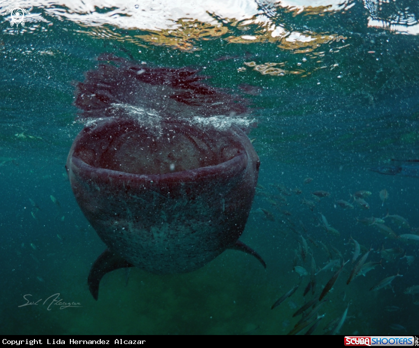 A whaleshark