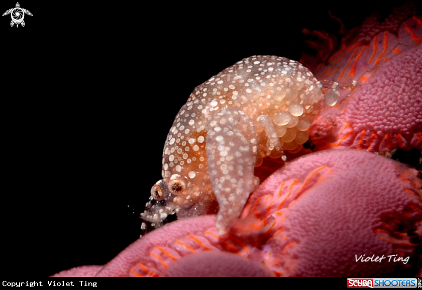 A Shrimp with Eggs