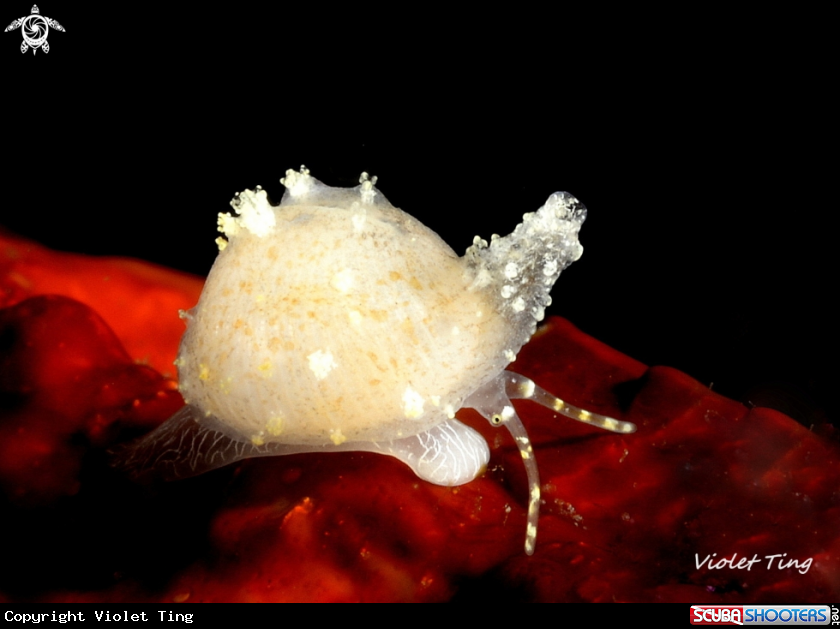 A cowrie sea snail