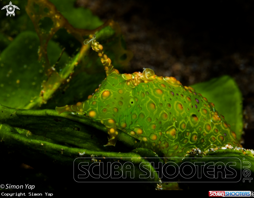 A Ramose Sea Hare