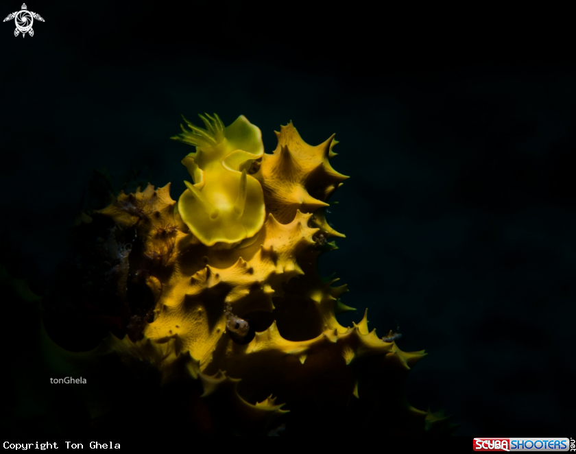 A Nudibranch