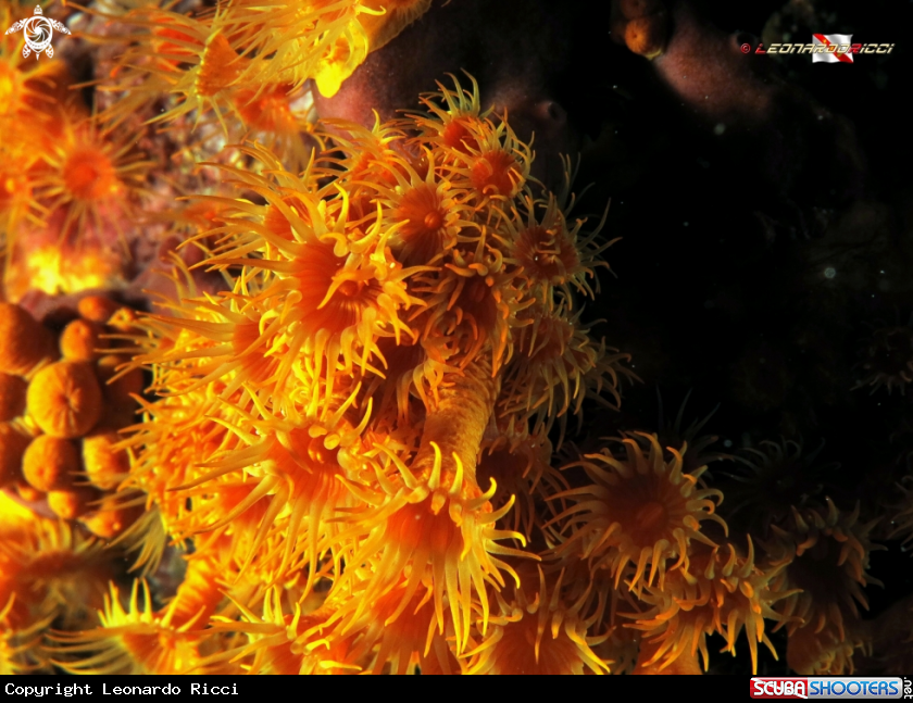 A Parazooanthus