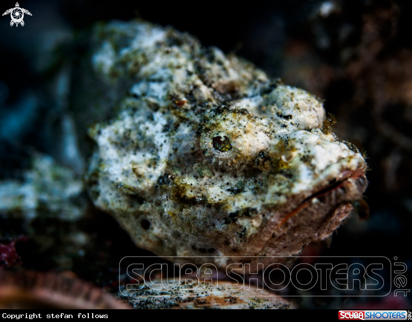 A Devil Scorpionfish