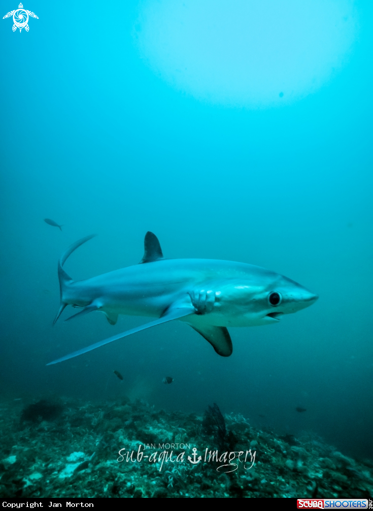 A Thresher Shark