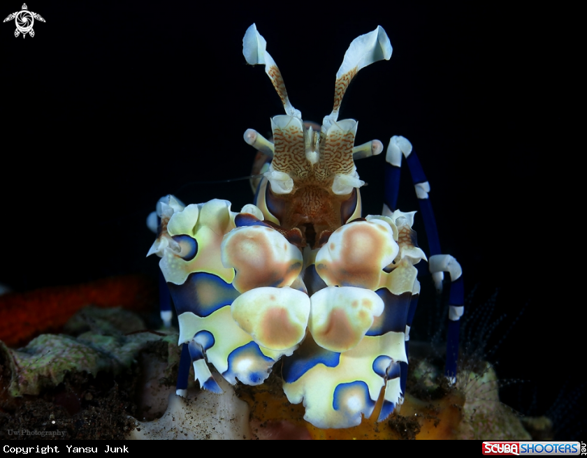 A Harlequin shrimp