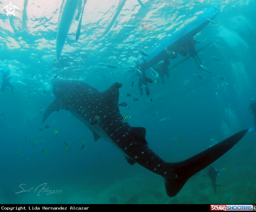 A whaleshark
