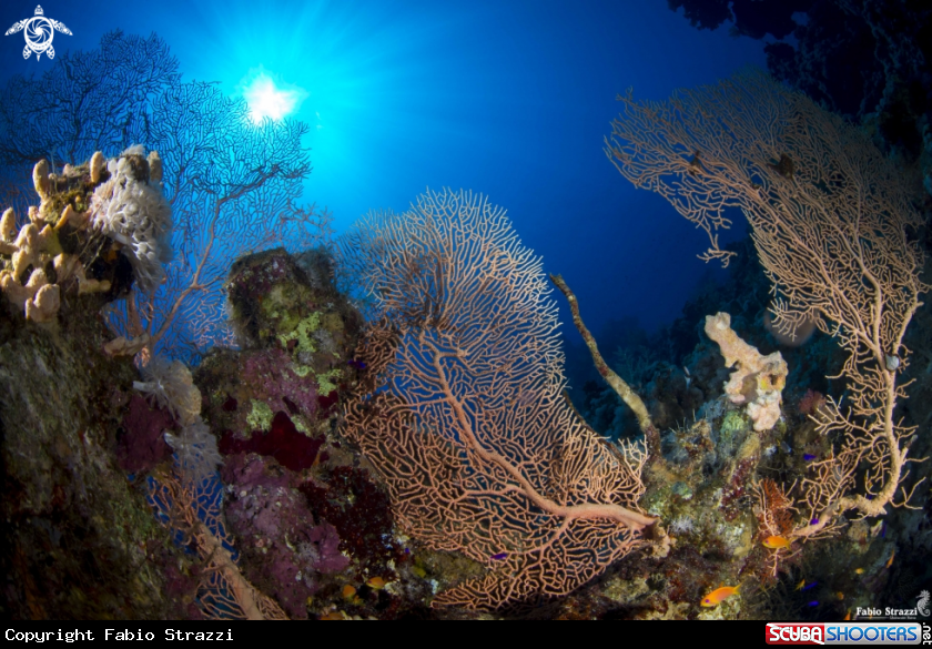 A Coral  