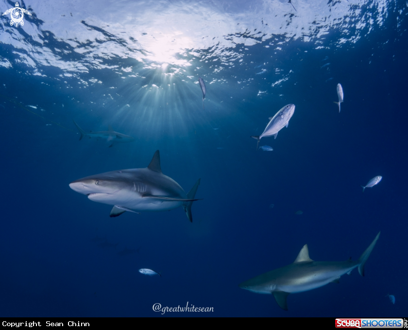 A Caribbean Reef Shark