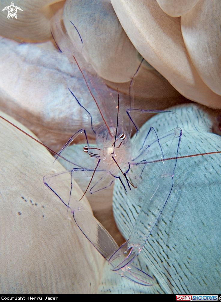A Bubble Coral Shrimp