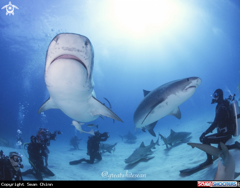 A Tiger Shark