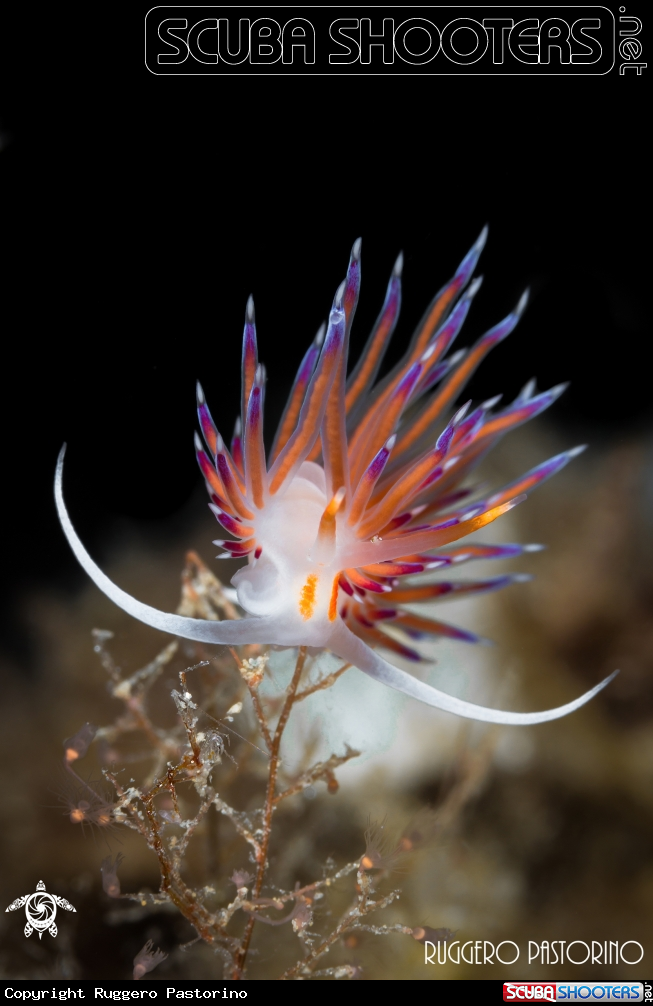 A Cratena with skeleton shrimp
